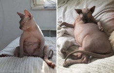 뚠냥이 스핑이버전..배 뽈록 아기 연상케 하며 인기몰이 중인 고양이