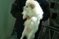 경남 양산 삼호동810-10에서 흰갈색 강아지 구조