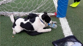 대전 동구 천동초등학교 인근에서 바둑이 구조