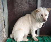 경남 고성 덕선1길에서 흰색 강아지 구조