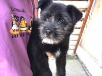 경기 안산 팔곡파출소에서 검흰색 강아지 구조