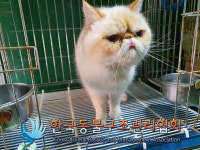 서울 강남구 일원동 마루공원 인근에서 엑죠틱 고양이 구조
