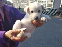 부산 북구 시랑로에서 흰색 꼬물이 구조