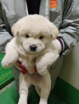 경기 화성 우정읍 화산리에서 꼬물이 7마리 구조