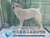 경기 연천 연신로 고대산 입구에서 진돗개 믹스 구조