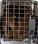 전남 목포 한국병원 부근에서 2개월령 떠돌이개 3마리 구조