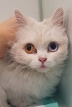 경기 부천 부일로에서 오드아이 터키시 앙고라 고양이 구조