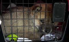 전남 목포 한국병원 부근에서 검황색 꼬물이 구조