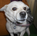 대구 북구 학정로에서 빨간목줄 흰색 강아지 구조