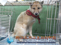 경기 포천 일동면 수입리에서 빨간목줄 강아지 구조