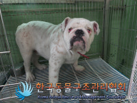 경기 김포 사우동에서 불독 구조