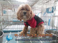 경기 의정부 가능동주민센터 앞에서 말티푸 강아지 구조