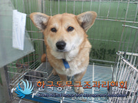 경기 동두천 행선로 휴먼빌아파트 앞에서 웰시코기 믹스 2마리 구조