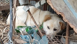 충남 서천 장천로에서 진돗개 구조
