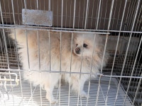 경기 양평 강상면 백병길에서 포메라니안 구조