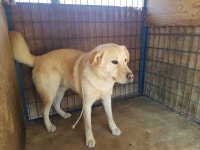 경북 칠곡 왜관아곡7길에서 라브라도 리트리버 구조