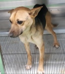 충북 제천 청풍호로24길에서 갈검색 강아지 구조