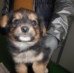 대구 동구 신기동 동부프라자에서 검갈색 강아지 구조