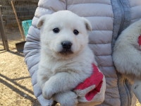 경기 광주 곤지암에서 1개월령 암컷 새끼 강아지 4마리 구조