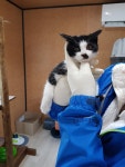 충남 당진 섭실길에서 턱시도 고양이 구조