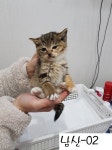 울산 남구 와와로에서 삼색 아기 고양이 구조