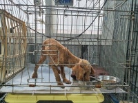 울산 중구 반구1동에서 푸들 구조