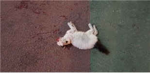 대전 중구 계룡로에서 교통사고 턱시도 고양이 구조
