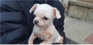 대전 대덕 비래공원에서 말티즈 구조