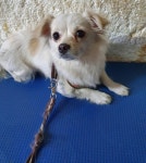 인천 부평 마장로 백운파출소에서 흰갈색 강아지 구조