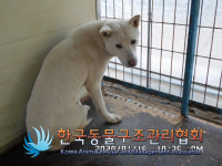 서울 서초구 우면동에서 흰색 강아지 구조