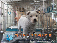 서울 서초구 신반포로에서 흰색 강아지 구조