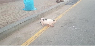 대전 유성 한밭대로에서 교통사고 고양이 구조