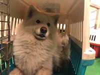 부산 남구 신선대산복로에서 사모예드 구조