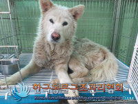 경기 김포 사우동 아파트단지에서 흰색 강아지 구조