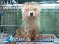 경기 김포 양촌읍 학운리에서 임신 추정 연갈색 강아지 구조