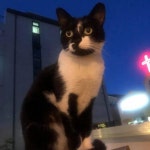 동물 학대범에 또 실형..화성 미용실 고양이 살해범 실형 4개월 법정구속