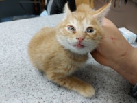 광주 북구 누문동에서 치즈태비 고양이 구조