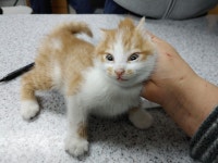 광주 북구 누문동에서 치즈태비 고양이 구조