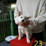 인천 남동구 찬샘동물병원에서 암컷 댕견 구조