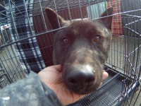 경남 창원 창원소방본부에서 까만가죽목줄 근육질 강아지 구조