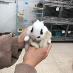 충북 청주 봉명사거리에서 토끼 구조