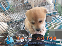 경기 연천 연천읍 고문리 오봉사에서 검갈흰색 강아지 구조