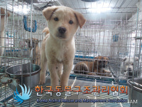경기 김포 양촌읍에서 강아지 구조