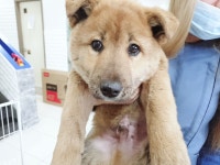 인천 서구 경서동 폐업 주유소에서 강아지 2마리 구조