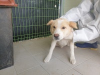 경북 포항 흥해읍 초곡지구로에서 황백색 강아지 구조