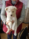 경기 화성 송산면 송산포도로에서 흰색 강아지 구조
