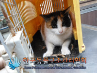 서울 중구 동호로에서 삼색 고양이 구조