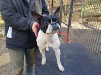 경기 광주 초월읍 지월리에서 보스턴 테리어 구조