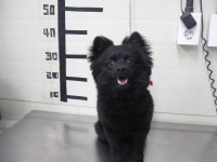 경기 가평 청평 청구아파트 앞에서 까만 강아지 구조