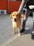 충남 당진 송산 세안아파트에서 빨간목줄 골든 리트리버 구조